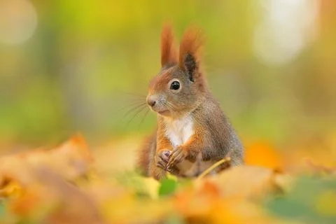 Red squirrel Sciurus vulgaris eurasian cute darling forest meadow animal red Foto stock
