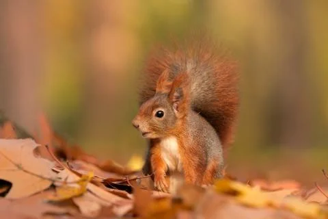 Red squirrel Sciurus vulgaris eurasian cute darling forest meadow animal red Foto stock