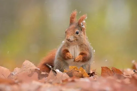 Red squirrel Sciurus vulgaris eurasian cute darling forest meadow animal red Stock Photos
