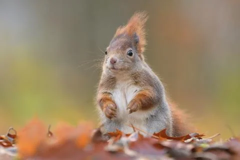 Red squirrel Sciurus vulgaris eurasian cute darling forest meadow animal red Foto stock