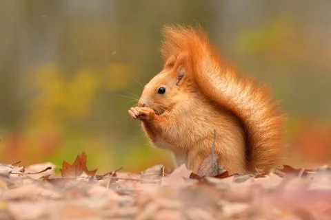 Red squirrel Sciurus vulgaris eurasian cute darling forest meadow animal red Stock Photos