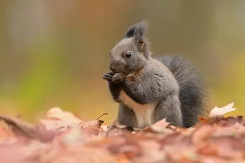 Red squirrel Sciurus vulgaris eurasian cute darling forest meadow animal red Stock Photos