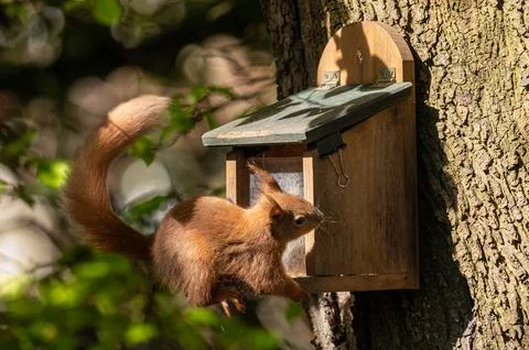 Red squirrel, sciurus vulgaris, falling off a feeding post, Shanklin, Isle of Photos