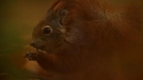 Red squirrel (Sciurus vulgaris) feeding in autumn forest nature. Warm toned take Stock Footage 318237386