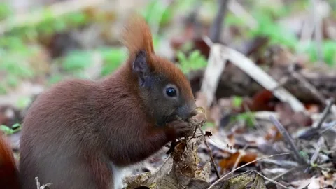 Red squirrel (Sciurus vulgaris) Stock Footage 193660769