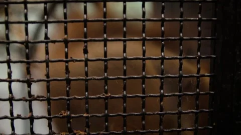 Red squirrel (Sciurus vulgaris) Stock Footage 245583632