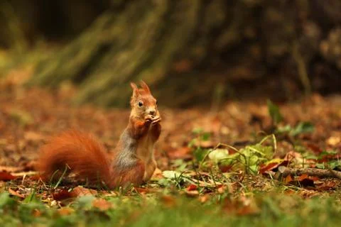 Red squirrel (Sciurus vulgaris) on the ground in autumn forest Stock Photos