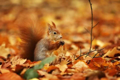 Red squirrel (Sciurus vulgaris) on the ground in autumn forest Stock Photos