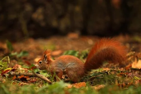 Red squirrel (Sciurus vulgaris) on the ground in autumn forest Stock Photos