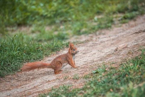 Red squirrel Sciurus vulgaris on the ground in autumn forest Stock Photos