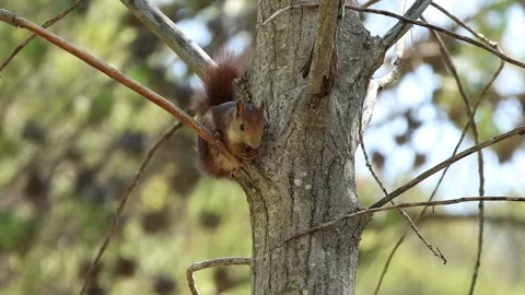 Red squirrel (Sciurus vulgaris) holding an apricot kernel Stock Footage 312445686