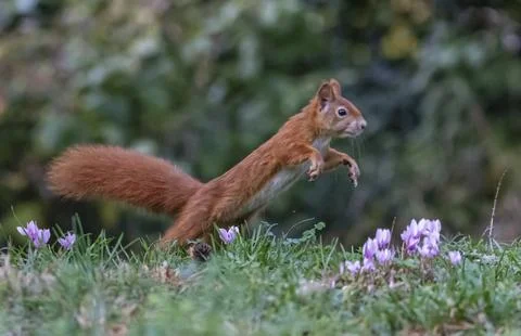 Red squirrel, sciurus vulgaris, jumping on the grass Stock Photos