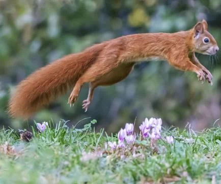 Red squirrel, sciurus vulgaris, jumping on the grass Stock Photos