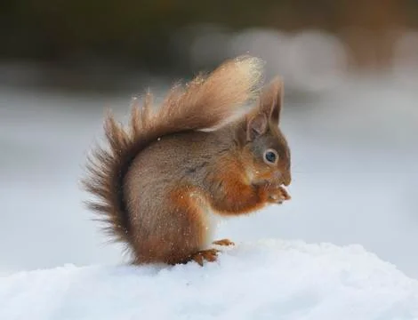 Red squirrel (Sciurus vulgaris), North Pennines, England, United Kingdom, Europe Stock Photos