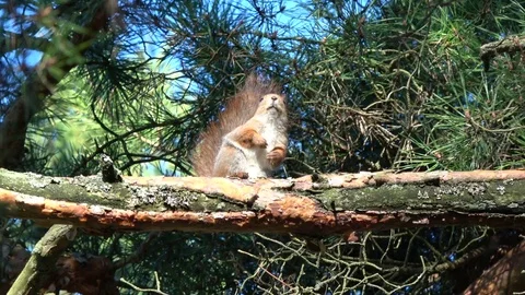 Red squirrel Sciurus vulgaris on old pine branch Stock Footage 74650449