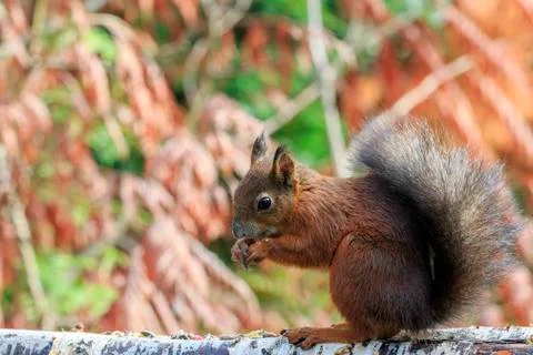 Red squirrel (Sciurus vulgaris) Stock Photos