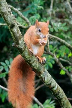 Red squirrel (Sciurus vulgaris) Stock Photos