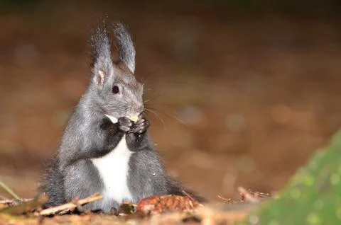 Red squirrel, Sciurus vulgaris Stock Photos