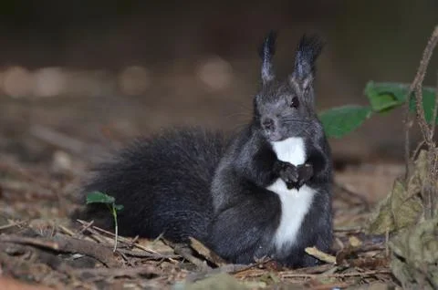 Red squirrel, Sciurus vulgaris Stock Photos