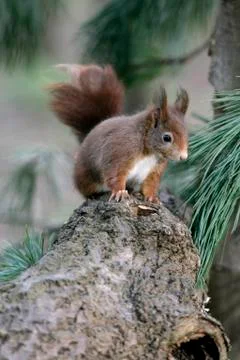 Red squirrel, Sciurus vulgaris Stock Photos