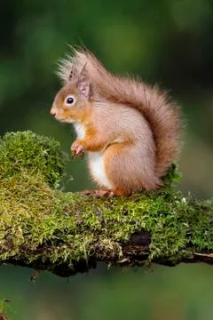 Red squirrel, Sciurus vulgaris Stock Photos