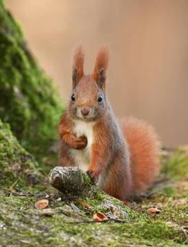 Red Squirrel (Sciurus vulgaris) Stock Photos