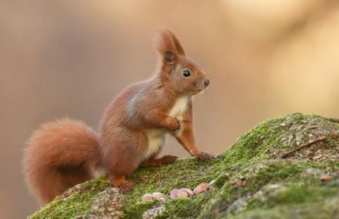 Red Squirrel (Sciurus vulgaris) Stock Photos