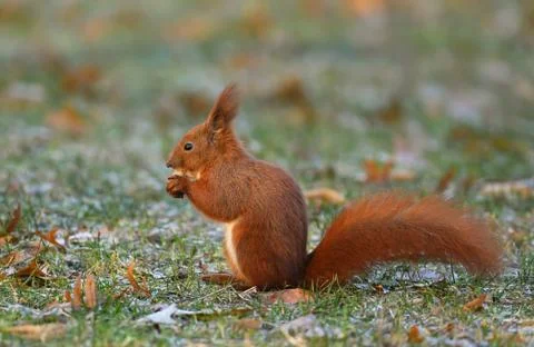Red Squirrel (Sciurus vulgaris) Stock Photos