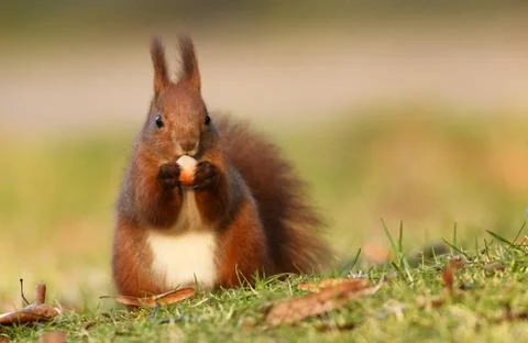 Red Squirrel (Sciurus vulgaris) Stock Photos