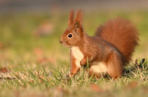 Red Squirrel (Sciurus vulgaris) Stock Photos