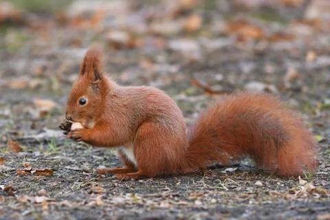 Red Squirrel (Sciurus vulgaris) Stock Photos