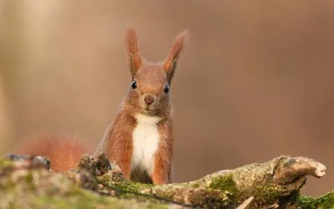 Red Squirrel (Sciurus vulgaris) Stock-Fotos