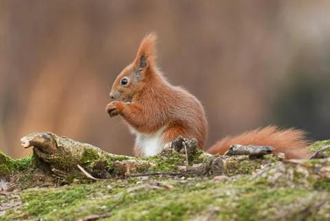 Red Squirrel (Sciurus vulgaris) Stock Photos