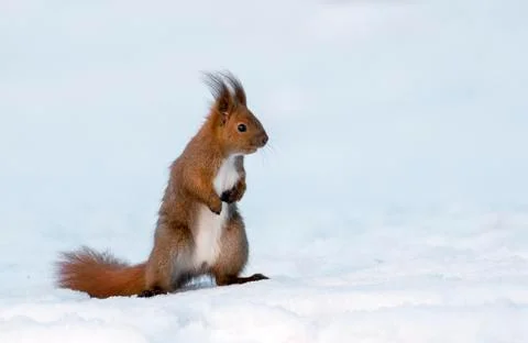 Red Squirrel (Sciurus vulgaris) Stock Photos