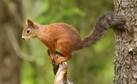 Red Squirrel (Sciurus vulgaris) Stock Photos