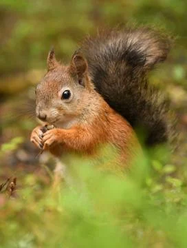 Red Squirrel (Sciurus vulgaris) Stock Photos