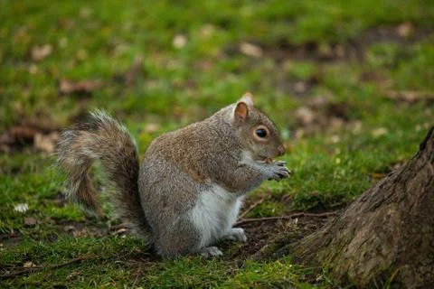 Red squirrel (Sciurus vulgaris) Stock Photos