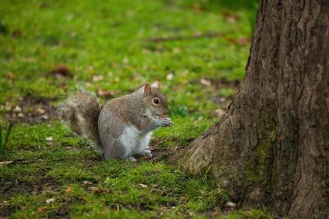 Red squirrel (Sciurus vulgaris) Foto stock