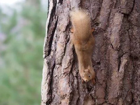 Red squirrel, Sciurus vulgaris Stock Photos