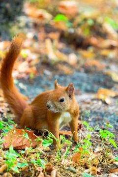 Red squirrel (Sciurus vulgaris) Stock Photos