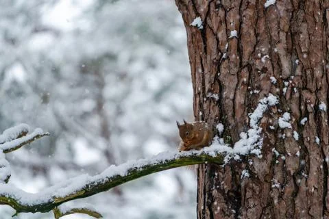 Red Squirrel (Sciurus vulgaris) Stock Photos