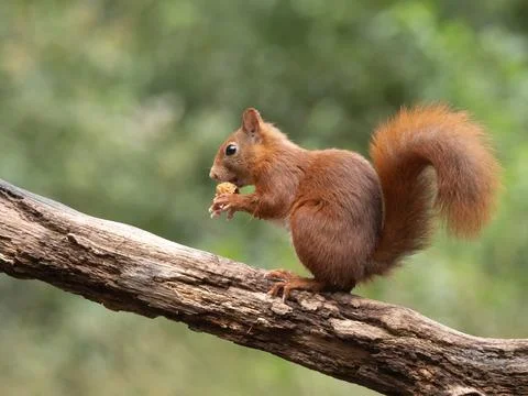 Red Squirrel, Sciurus vulgaris Stock Photos