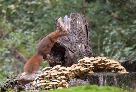 Red Squirrel, Sciurus vulgaris Stock Photos