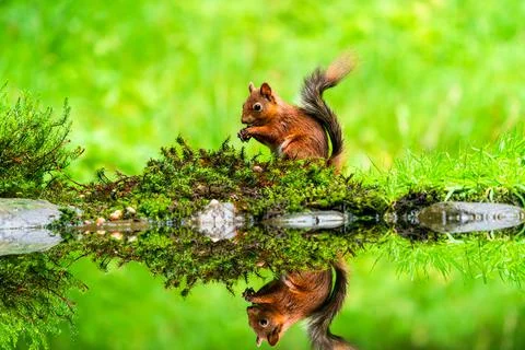 Red Squirrel (Sciurus vulgaris) Stock Photos