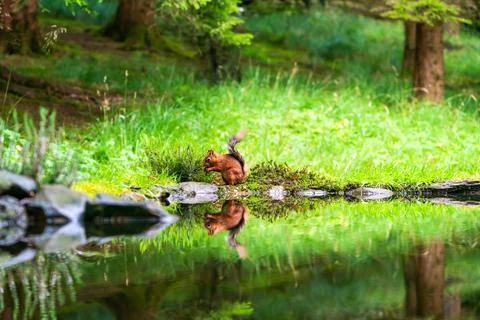 Red Squirrel (Sciurus vulgaris) Foto stock