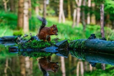 Red Squirrel (Sciurus vulgaris) Foto stock