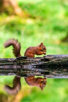 Red Squirrel (Sciurus vulgaris) Stock Photos