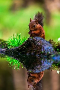 Red Squirrel (Sciurus vulgaris) Stock Photos