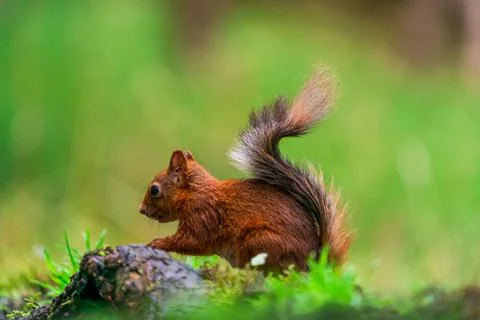 Red Squirrel (Sciurus vulgaris) Stock Photos