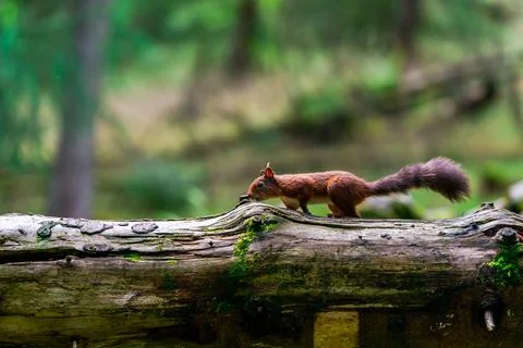 Red Squirrel (Sciurus vulgaris) Stock Photos
